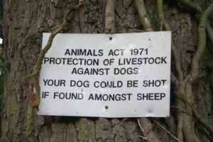 Mind your dogs!
